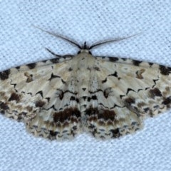 Sandava scitisignata (A noctuid moth) at Forde, ACT - 6 Nov 2020 by jbromilow50