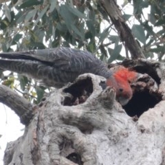 Callocephalon fimbriatum (Gang-gang Cockatoo) at Hughes, ACT - 5 Nov 2020 by JackyF