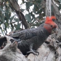 Callocephalon fimbriatum at Hughes, ACT - 5 Nov 2020