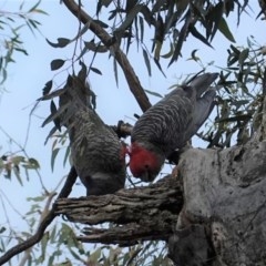 Callocephalon fimbriatum at Hughes, ACT - 5 Nov 2020