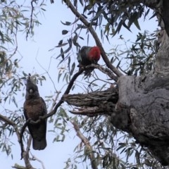 Callocephalon fimbriatum at Hughes, ACT - suppressed