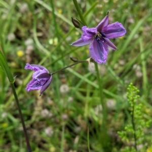 Arthropodium fimbriatum at Molonglo Valley, ACT - 6 Nov 2020 12:10 PM