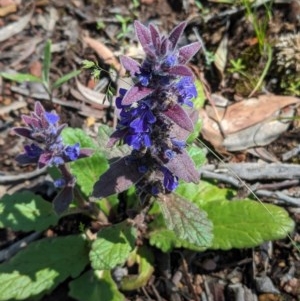 Ajuga australis at Downer, ACT - 6 Nov 2020