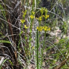 Pimelea curviflora (Curved Rice-flower) at Downer, ACT - 6 Nov 2020 by JackyF