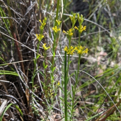 Pimelea curviflora (Curved Rice-flower) at Downer, ACT - 6 Nov 2020 by JackyF