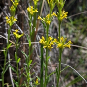 Pimelea curviflora at Downer, ACT - 6 Nov 2020 11:22 AM