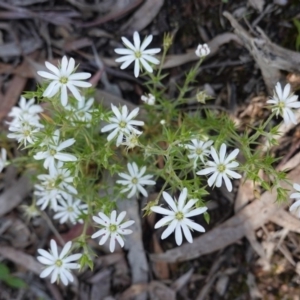 Stellaria pungens at Downer, ACT - 6 Nov 2020 11:16 AM