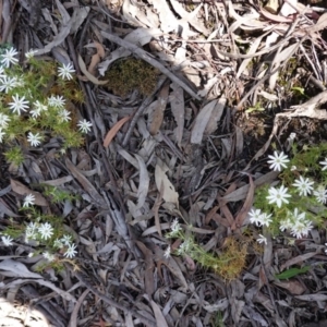 Stellaria pungens at Downer, ACT - 6 Nov 2020 11:16 AM