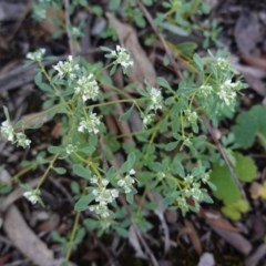 Poranthera microphylla (Small Poranthera) at Downer, ACT - 6 Nov 2020 by JackyF