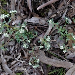 Poranthera microphylla at Downer, ACT - 6 Nov 2020 10:58 AM