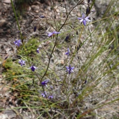 Dianella revoluta var. revoluta (Black-Anther Flax Lily) at Downer, ACT - 6 Nov 2020 by JackyF