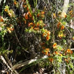 Pultenaea procumbens (Bush Pea) at Downer, ACT - 5 Nov 2020 by JackyF