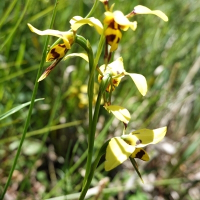 Diuris sulphurea (Tiger Orchid) at Downer, ACT - 6 Nov 2020 by JackyF