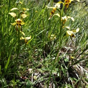 Diuris sulphurea at Downer, ACT - 6 Nov 2020