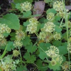 Hydrocotyle laxiflora (Stinking Pennywort) at Downer, ACT - 6 Nov 2020 by JackyF