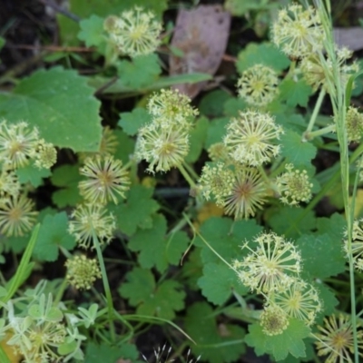 Hydrocotyle laxiflora (Stinking Pennywort) at Downer, ACT - 6 Nov 2020 by JackyF