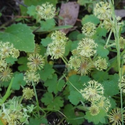 Hydrocotyle laxiflora (Stinking Pennywort) at Downer, ACT - 5 Nov 2020 by JackyF