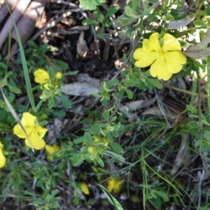 Hibbertia obtusifolia at Downer, ACT - 6 Nov 2020 10:54 AM