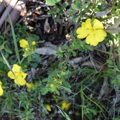 Hibbertia obtusifolia (Grey Guinea-flower) at Downer, ACT - 5 Nov 2020 by JackyF