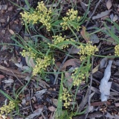 Lomandra filiformis (Wattle Mat-rush) at Downer, ACT - 6 Nov 2020 by JackyF