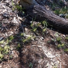 Lomandra filiformis at Downer, ACT - 6 Nov 2020 11:07 AM