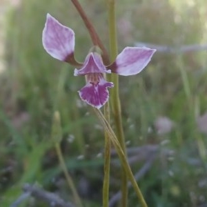 Diuris dendrobioides at suppressed - suppressed