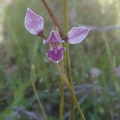 Diuris dendrobioides (Late Mauve Doubletail) at Kambah, ACT - 6 Nov 2020 by RosemaryRoth