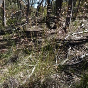 Rytidosperma pallidum at Downer, ACT - 6 Nov 2020