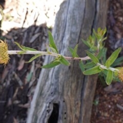 Coronidium oxylepis subsp. lanatum (Woolly Pointed Everlasting) at Downer, ACT - 6 Nov 2020 by JackyF