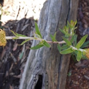 Coronidium oxylepis subsp. lanatum at Downer, ACT - 6 Nov 2020