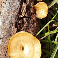 Lentinus arcularius (Fringed Polypore) at Mount Painter - 1 Nov 2020 by drakes