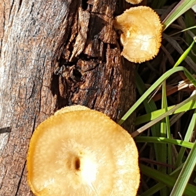 Lentinus arcularius (Fringed Polypore) at Cook, ACT - 2 Nov 2020 by drakes