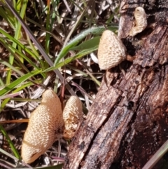 Lentinus arcularius at Cook, ACT - 2 Nov 2020 10:26 AM