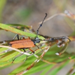 Tritocosmia atricilla at Tianjara, NSW - 6 Nov 2020 01:55 PM