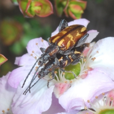 Mecynodera coxalgica (Leaf beetle) at Tianjara, NSW - 6 Nov 2020 by Harrisi