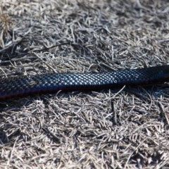 Pseudechis porphyriacus (Red-bellied Black Snake) at Bournda Environment Education Centre - 6 Nov 2020 by RossMannell