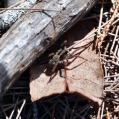 Lycosidae (family) (Wolf spider) at Bournda Environment Education Centre - 6 Nov 2020 by RossMannell