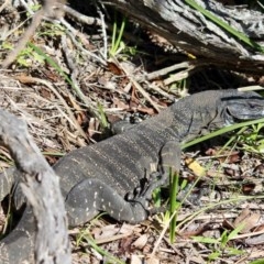 Varanus varius (Lace Monitor) at Bournda, NSW - 6 Nov 2020 by RossMannell