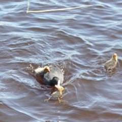 Fulica atra (Eurasian Coot) at Yerrabi Pond - 4 Nov 2020 by TrishGungahlin