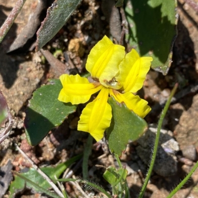 Goodenia hederacea (Ivy Goodenia) at Farrer Ridge - 3 Nov 2020 by Shazw