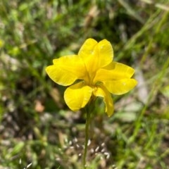 Goodenia pinnatifida (Scrambled Eggs) at Farrer, ACT - 3 Nov 2020 by Shazw