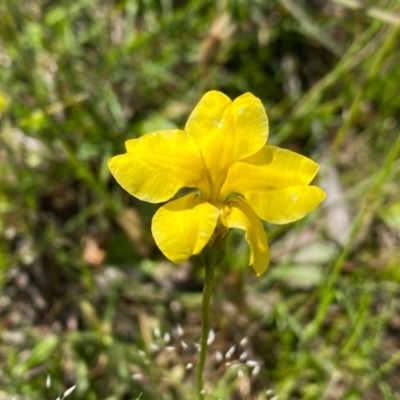 Goodenia pinnatifida (Scrambled Eggs) at Farrer Ridge - 3 Nov 2020 by Shazw