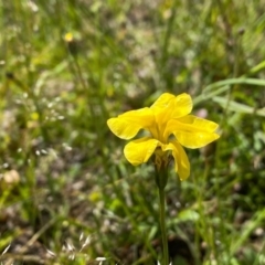 Goodenia pinnatifida at Farrer, ACT - 3 Nov 2020