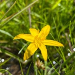 Hypoxis hygrometrica (Golden Weather-grass) at Farrer Ridge - 3 Nov 2020 by Shazw