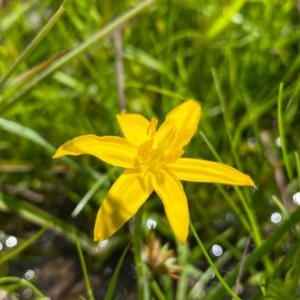 Hypoxis hygrometrica at Farrer, ACT - 3 Nov 2020