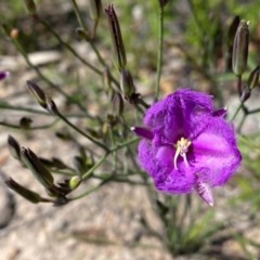 Thysanotus tuberosus subsp. tuberosus (Common Fringe-lily) at Theodore, ACT - 7 Nov 2020 by Shazw