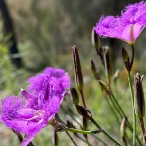 Thysanotus tuberosus subsp. tuberosus at Theodore, ACT - 7 Nov 2020