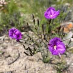 Thysanotus tuberosus subsp. tuberosus at Theodore, ACT - 7 Nov 2020