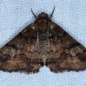 Cryphaea xylina at Forde, ACT - 6 Nov 2020