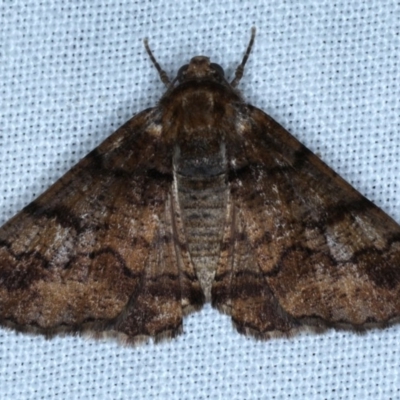 Cryphaea xylina (Woodland Geometrid) at Forde, ACT - 6 Nov 2020 by jbromilow50